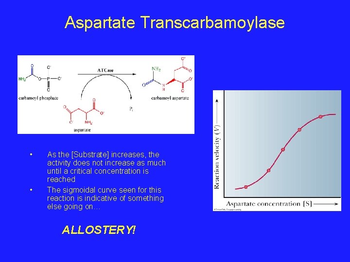 Aspartate Transcarbamoylase • • As the [Substrate] increases, the activity does not increase as