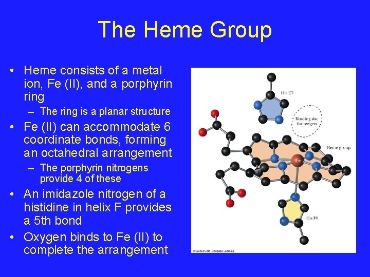 The Heme Group • Heme consists of a metal ion, Fe (II), and a