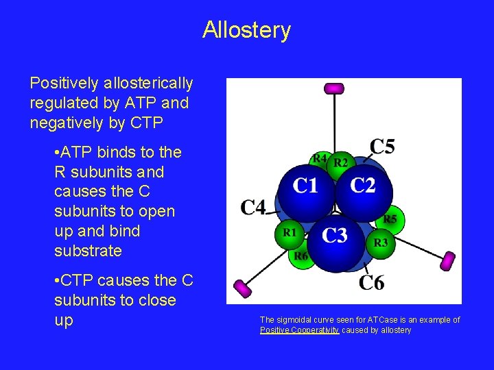 Allostery Positively allosterically regulated by ATP and negatively by CTP • ATP binds to