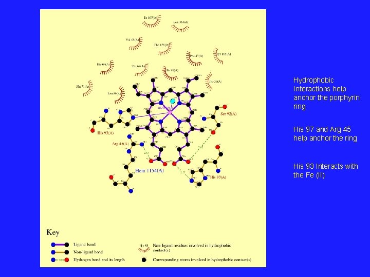 Hydrophobic Interactions help anchor the porphyrin ring His 97 and Arg 45 help anchor