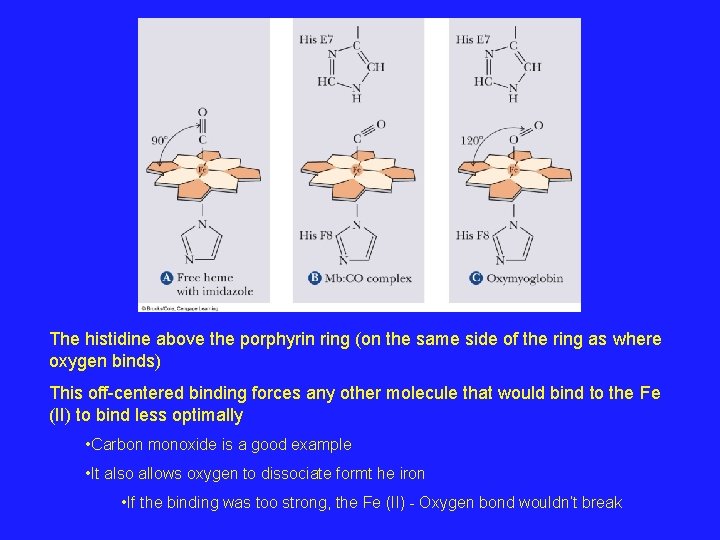 The histidine above the porphyrin ring (on the same side of the ring as