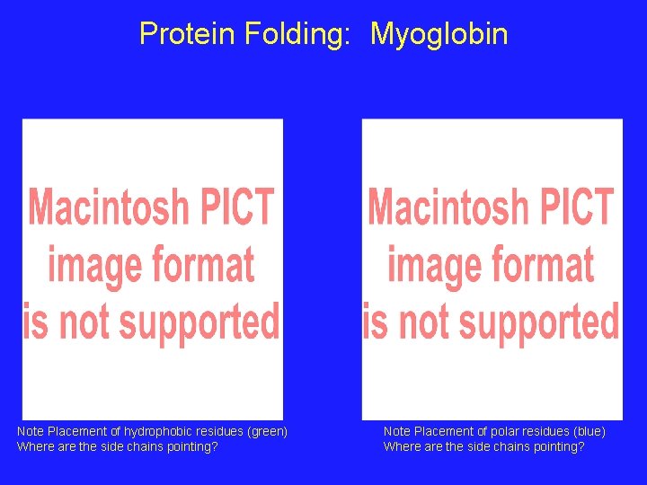 Protein Folding: Myoglobin Note Placement of hydrophobic residues (green) Where are the side chains