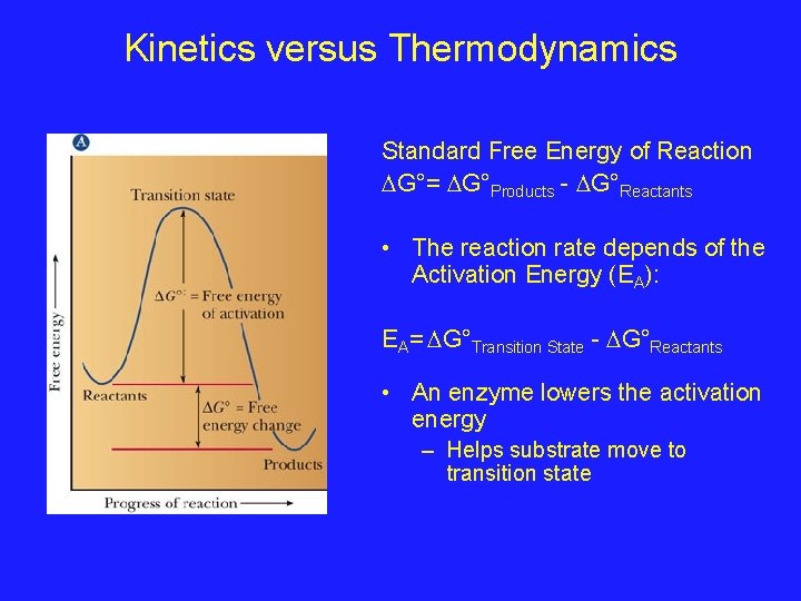 Kinetics versus Thermodynamics Standard Free Energy of Reaction G°= G°Products - G°Reactants • The