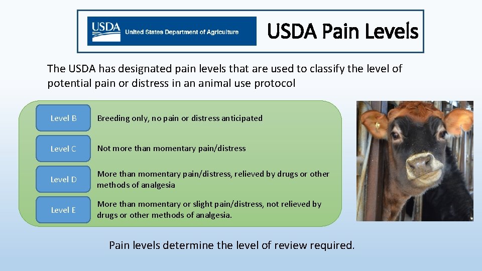 USDA Pain Levels The USDA has designated pain levels that are used to classify