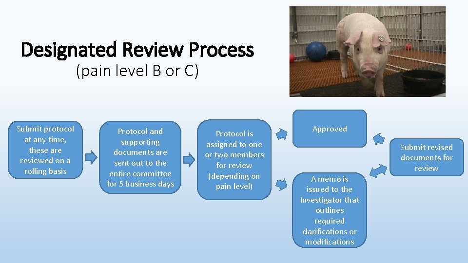 Designated Review Process (pain level B or C) Submit protocol at any time, these