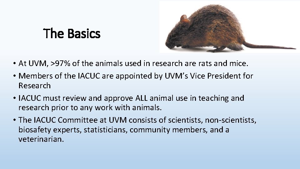 The Basics • At UVM, >97% of the animals used in research are rats