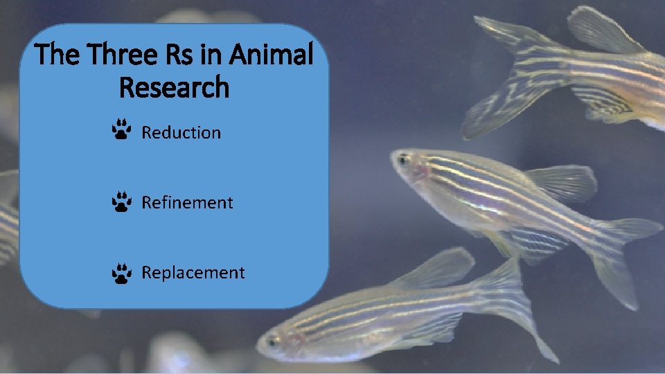 The Three Rs in Animal Research Reduction Refinement Replacement 