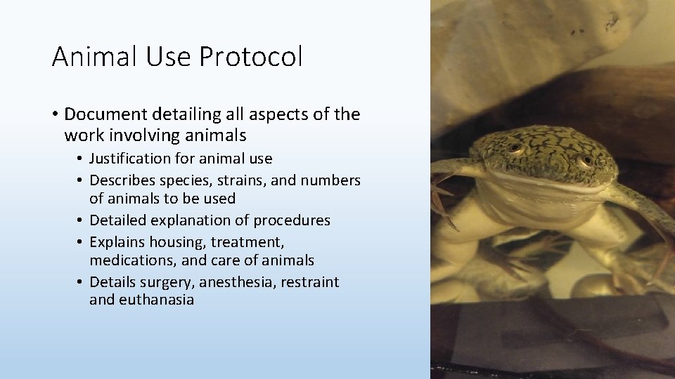 Animal Use Protocol • Document detailing all aspects of the work involving animals •