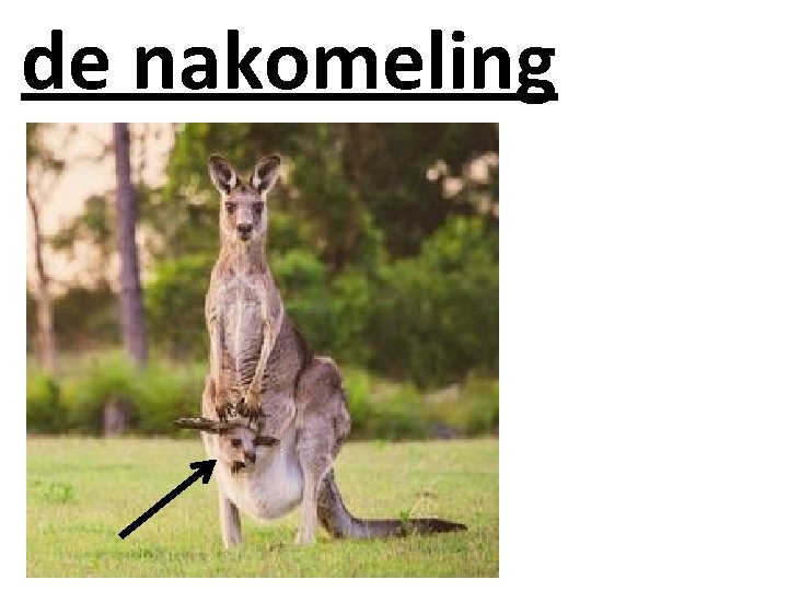 de nakomeling 