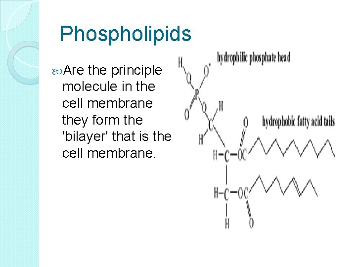 Phospholipids Are the principle molecule in the cell membrane they form the 'bilayer' that