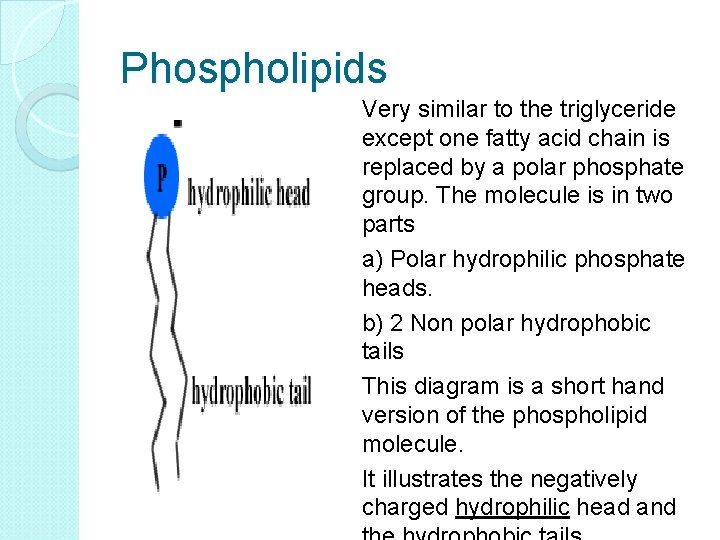 Phospholipids Very similar to the triglyceride except one fatty acid chain is replaced by