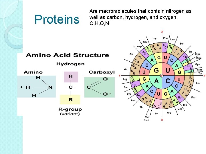Proteins Are macromolecules that contain nitrogen as well as carbon, hydrogen, and oxygen. C,