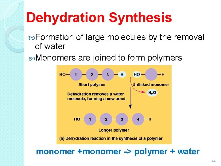 Dehydration Synthesis Formation of large molecules by the removal of water Monomers are joined