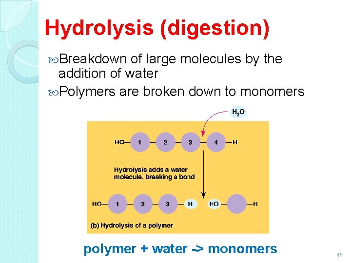 Hydrolysis (digestion) Breakdown of large molecules by the addition of water Polymers are broken