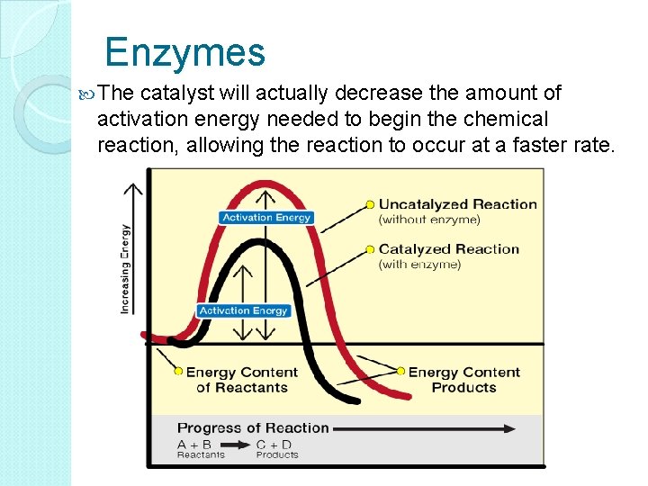 Enzymes The catalyst will actually decrease the amount of activation energy needed to begin