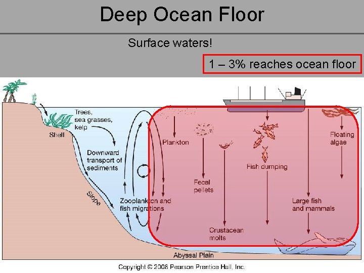 Deep Ocean Floor Surface waters! 1 – 3% reaches ocean floor 