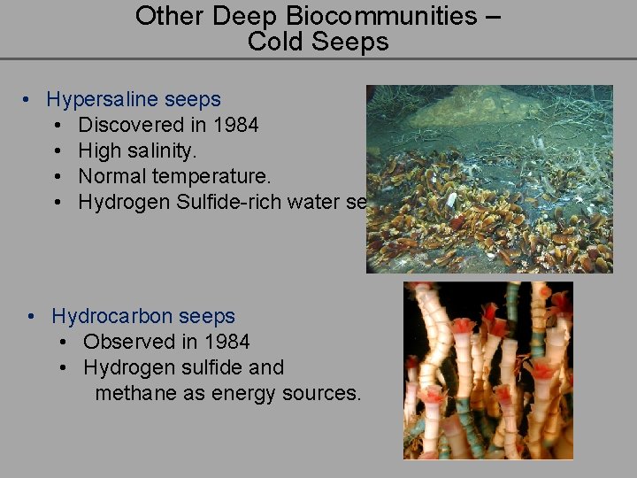 Other Deep Biocommunities – Cold Seeps • Hypersaline seeps • Discovered in 1984 •