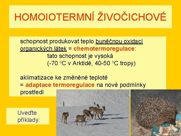 HOMOIOTERMNÍ ŽIVOČICHOVÉ schopnost produkovat teplo buněčnou oxidací organických látek = chemotermoregulace: tato schopnost je