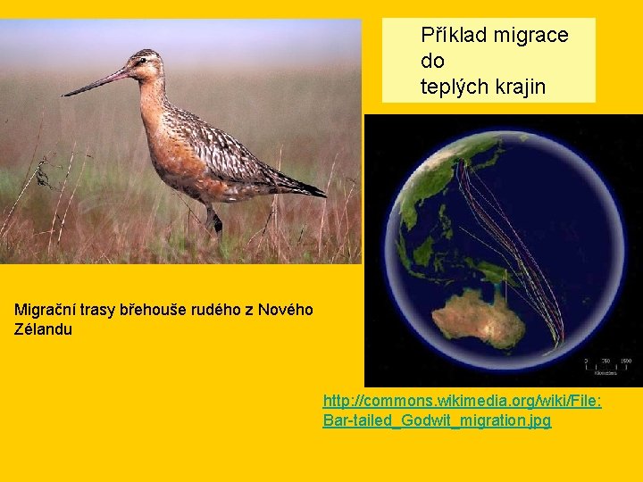 Příklad migrace do teplých krajin Migrační trasy břehouše rudého z Nového Zélandu http: //commons.