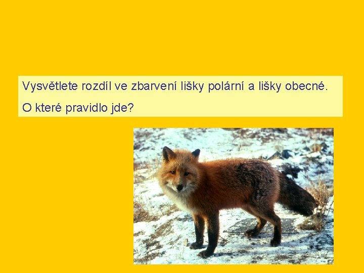 Vysvětlete rozdíl ve zbarvení lišky polární a lišky obecné. O které pravidlo jde? 