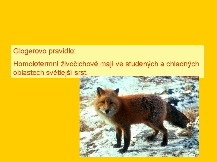 Glogerovo pravidlo: Homoiotermní živočichové mají ve studených a chladných oblastech světlejší srst. 