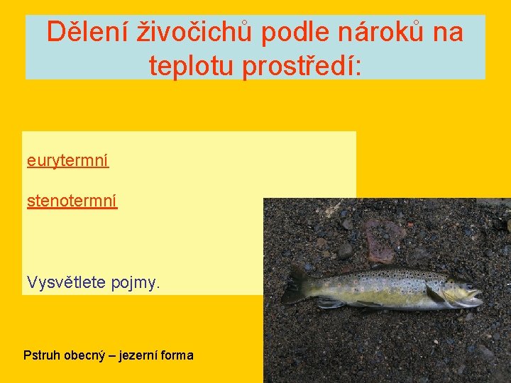 Dělení živočichů podle nároků na teplotu prostředí: eurytermní stenotermní Vysvětlete pojmy. Pstruh obecný –