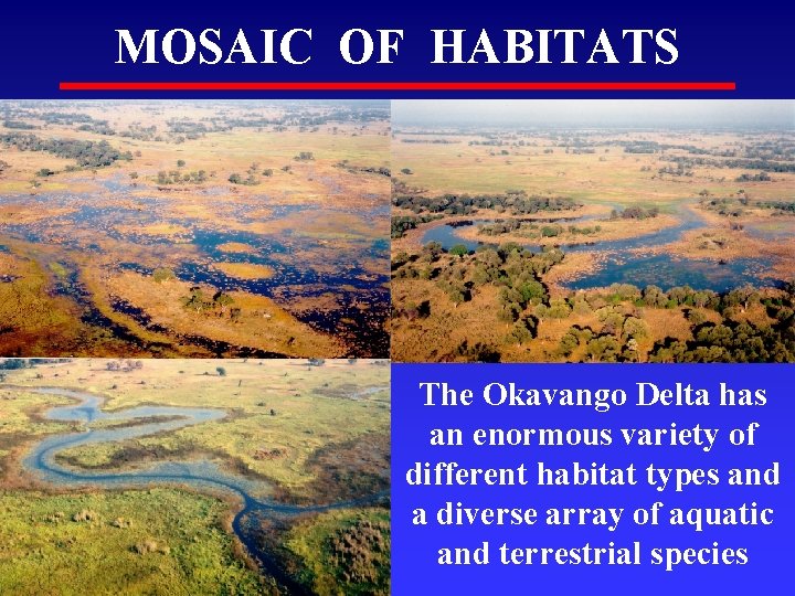 MOSAIC OF HABITATS The Okavango Delta has an enormous variety of different habitat types