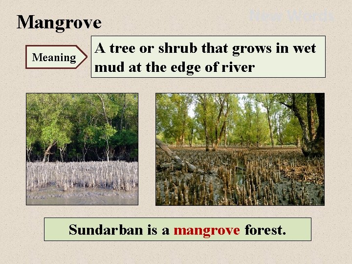 Mangrove Meaning New Words A tree or shrub that grows in wet mud at
