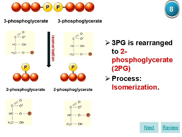 8 (3 PG) isomerization (2 PG) Ø 3 PG is rearranged to 2 phosphoglycerate