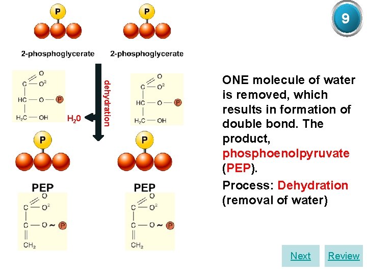 9 (2 PG) dehydration H 2 0 Ø ONE molecule of water is removed,
