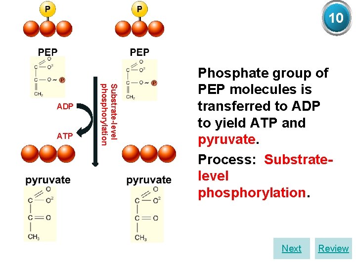 10 ATP Substrate-level phosphorylation ADP Ø Phosphate group of PEP molecules is transferred to