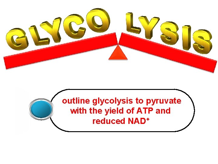 outline glycolysis to pyruvate with the yield of ATP and reduced NAD+ 