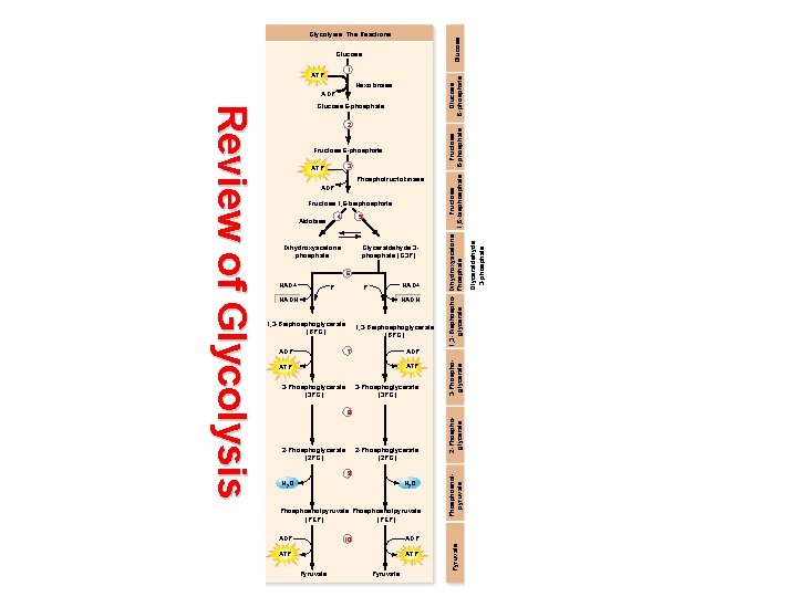 Glucose Glycolysis: The Reactions Glucose 6 -phosphate 1 Hexokinase ADP 3 ATP Phosphofructokinase ADP