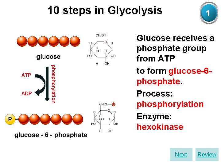10 steps in Glycolysis ADP phosphorylation ATP hexokinase 1 Ø Glucose receives a phosphate