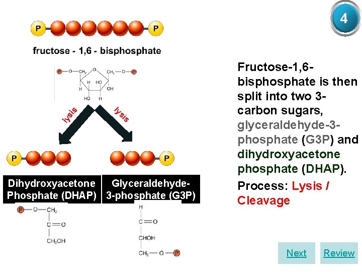 ly si s 4 ly si s Glyceraldehyde. Dihydroxyacetone Phosphate (DHAP) 3 -phosphate (G