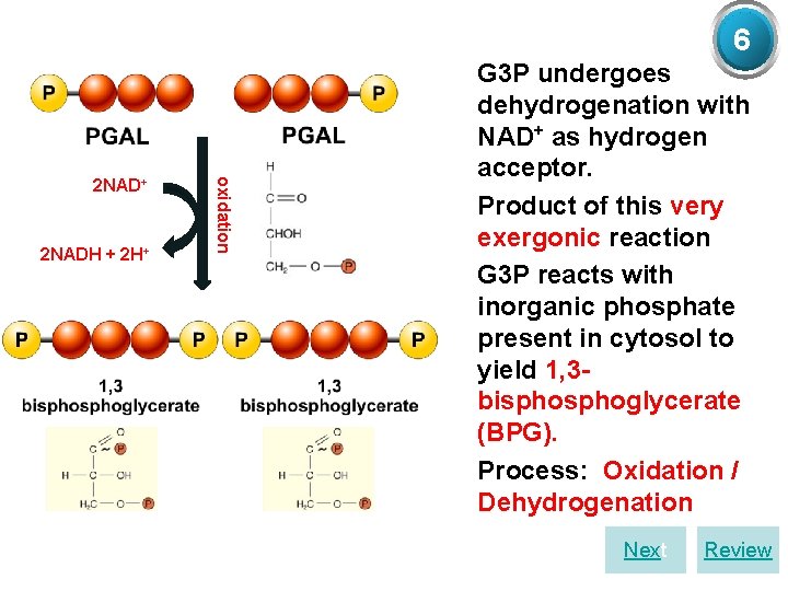 6 G 3 P/ 2 NADH + 2 H+ oxidation 2 NAD+ Ø G