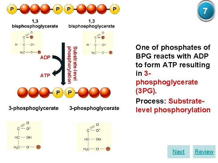 7 BPG/ ATP (3 PG) Substrate-level phosphorylation ADP Ø One of phosphates of BPG