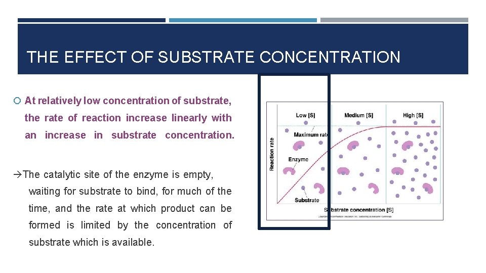 THE EFFECT OF SUBSTRATE CONCENTRATION At relatively low concentration of substrate, the rate of