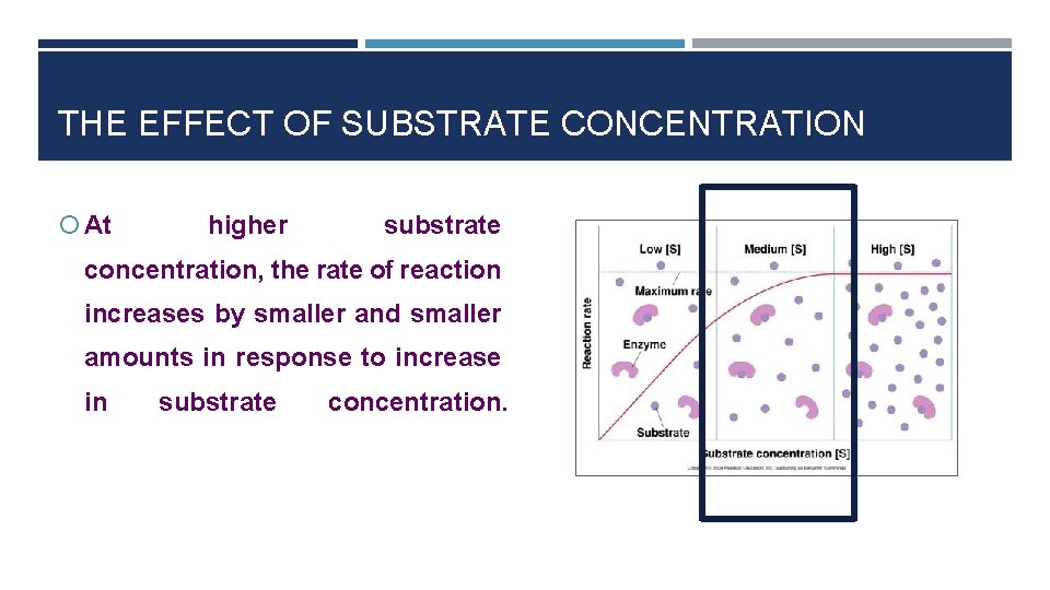 THE EFFECT OF SUBSTRATE CONCENTRATION At higher substrate concentration, the rate of reaction increases
