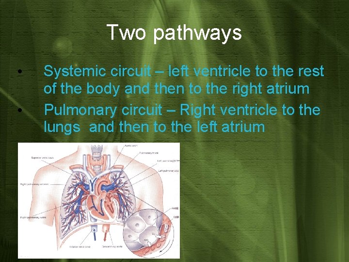Two pathways • • Systemic circuit – left ventricle to the rest of the
