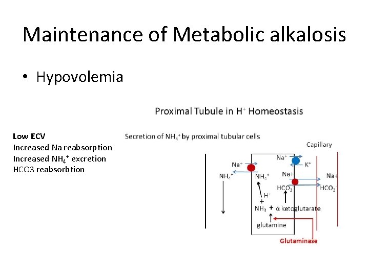 Maintenance of Metabolic alkalosis • Hypovolemia Low ECV Increased Na reabsorption Increased NH 4+