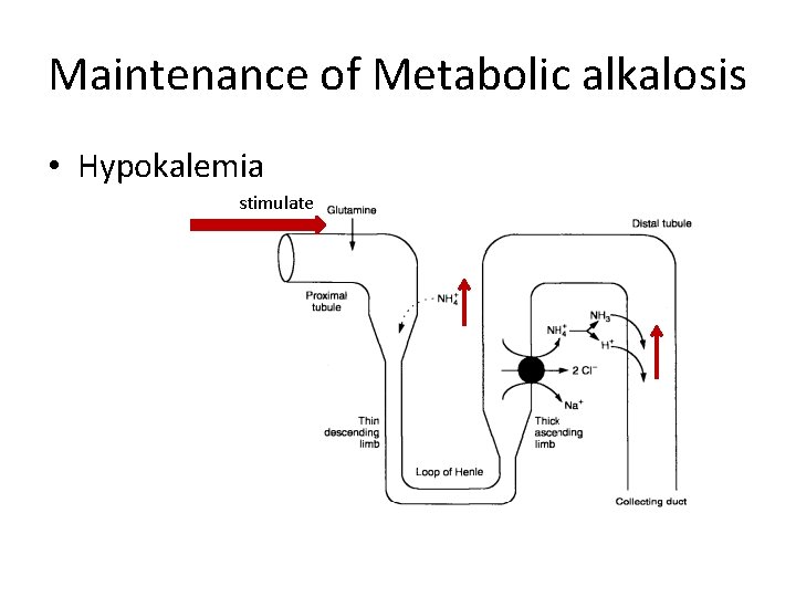 Maintenance of Metabolic alkalosis • Hypokalemia stimulate 
