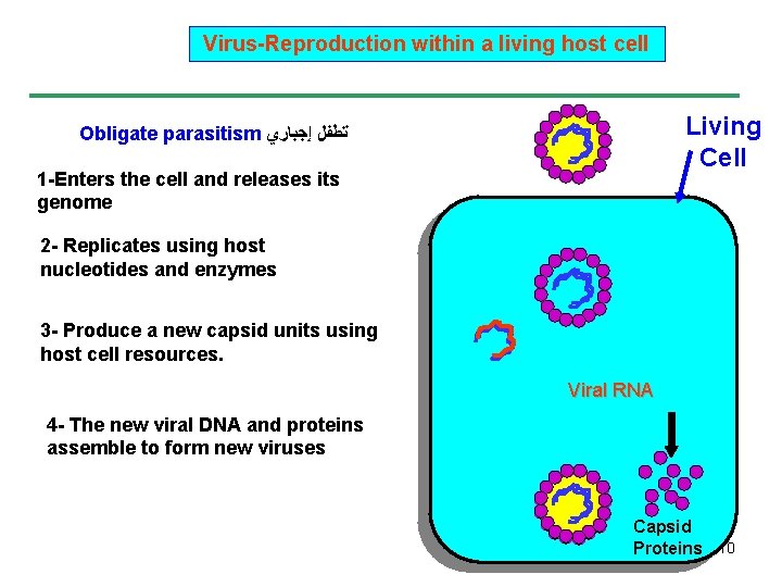 Virus-Reproduction within a living host cell Living Cell Obligate parasitism ﺗﻄﻔﻞ ﺇﺟﺒﺎﺭﻱ 1 -Enters