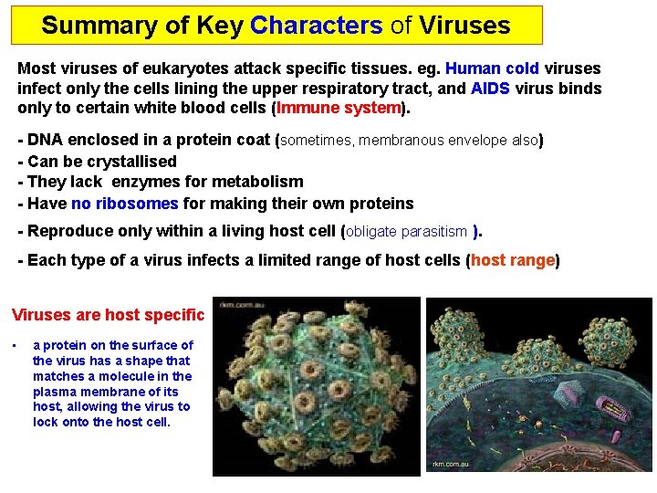Summary of Key Characters of Viruses Most viruses of eukaryotes attack specific tissues. eg.