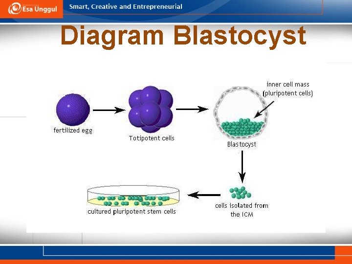 Diagram Blastocyst 