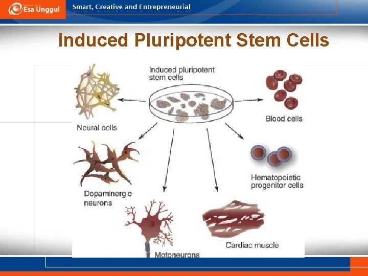 Induced Pluripotent Stem Cells 