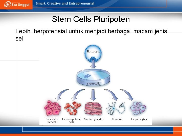 Stem Cells Pluripoten Lebih berpotensial untuk menjadi berbagai macam jenis sel 