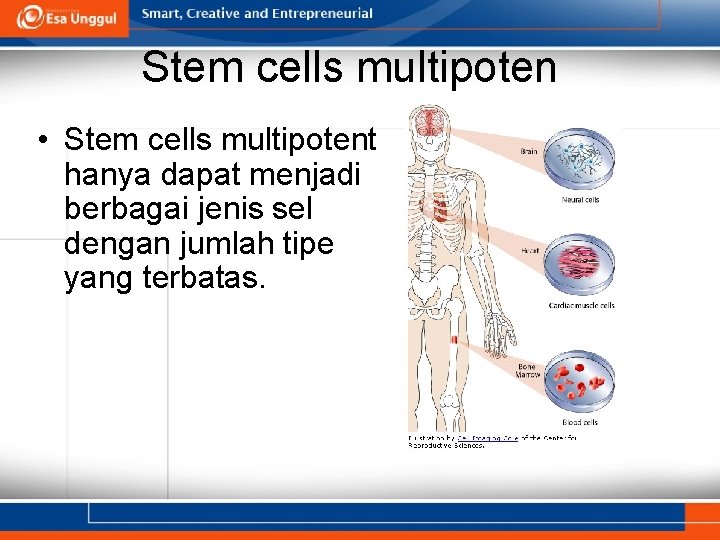 Stem cells multipoten • Stem cells multipotent hanya dapat menjadi berbagai jenis sel dengan