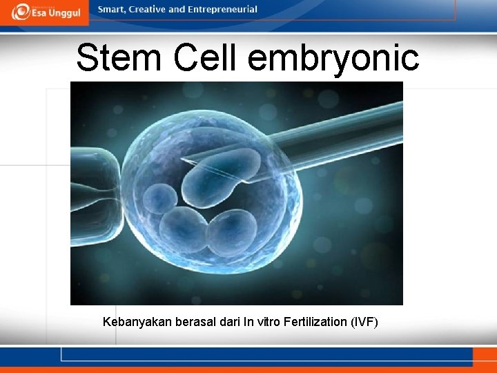 Stem Cell embryonic Kebanyakan berasal dari In vitro Fertilization (IVF) 