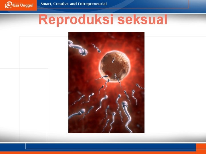 Reproduksi seksual 